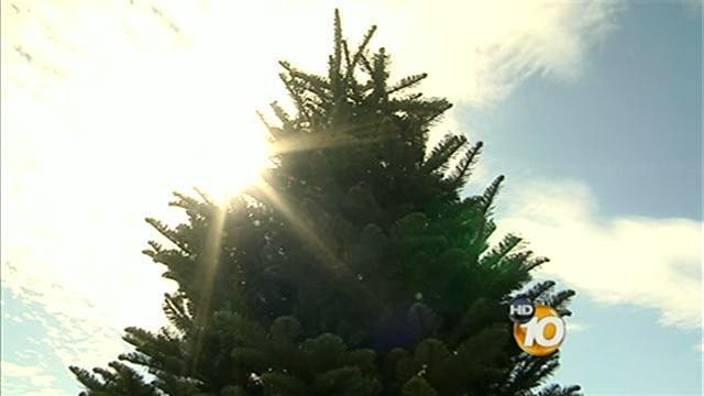 increased prices on local christmas trees unlikely 10newscom kgtv tv san diego - Pinery Christmas Trees increased prices on local christmas trees unlikely 10newscom kgtv tv san diego - Pinery Christmas Trees