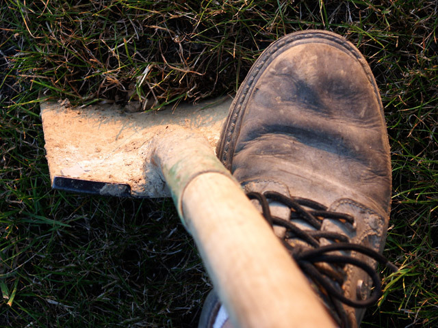 Taliban leader encourages people to plant trees