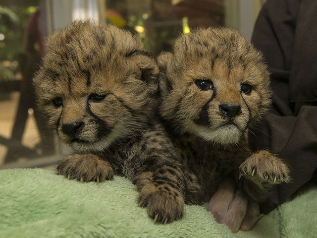 San Diego Zoo Safari Park welcomes firefighters and families for free