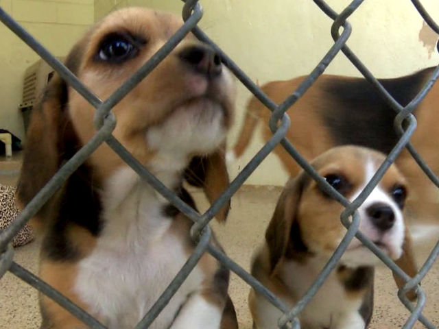 Coastal Humane Society Dogs Coastal Humane Society Dogs
