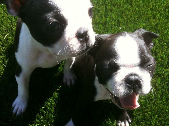 puppies