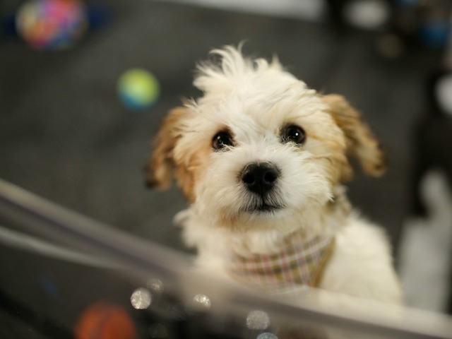 San Diego offers free microchipping for dogs ahead of July 4