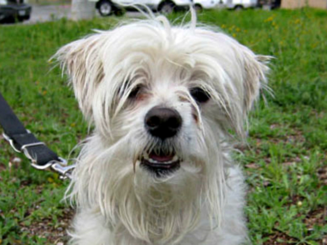 Pet of the Week: Rocky