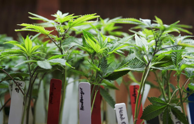 california marijuana plant