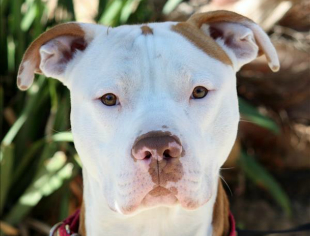 Pet of the week: Aldo