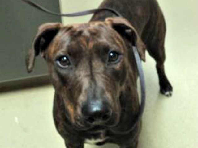 Pet of the week: Cinnamon