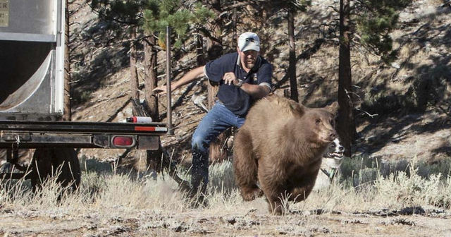 Nevada biologist sues bear activists for defamation