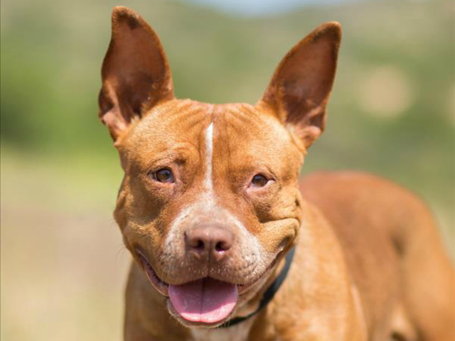Pet of the Week: Coconut