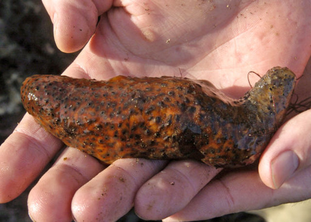 Charges shed light on sea cucumber smuggling at US border