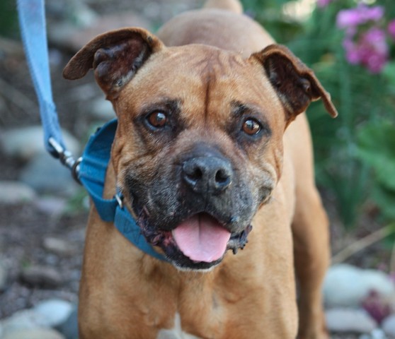 Pet of the Week: Dixie