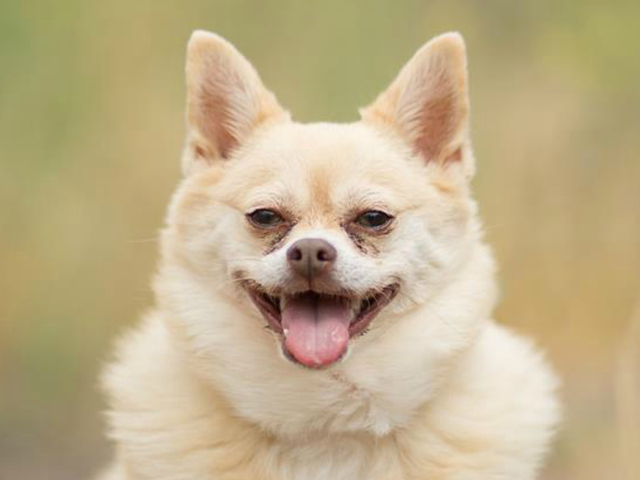 Pet of the Week: Honey Bunch