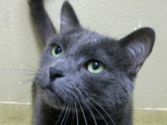 Pet of the Week: Navi