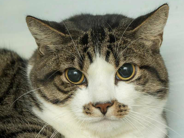 Pet of the Week: Whiskers