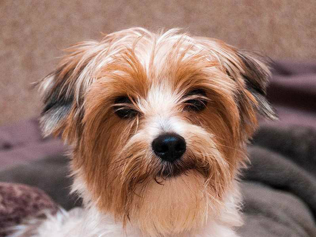 Pet of the Week: Buddy