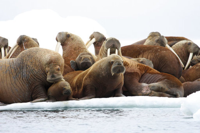 How do you like walrus? Well done is best amid outbreak