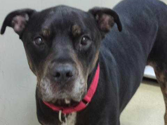 Pet of the Week: Duke