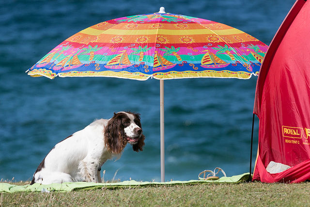 Tips for keeping your dog safe at the beach during the dog days of summer
