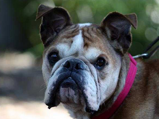 Pet of the Week: Gigi