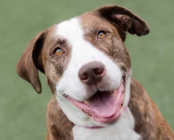 Pet of the Week: Pepsi