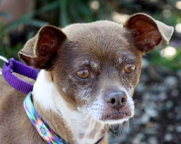 Pet of the Week: Chickpea