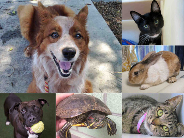 San Diego animal services waives adoption fees for 'Clear the Shelters Day'