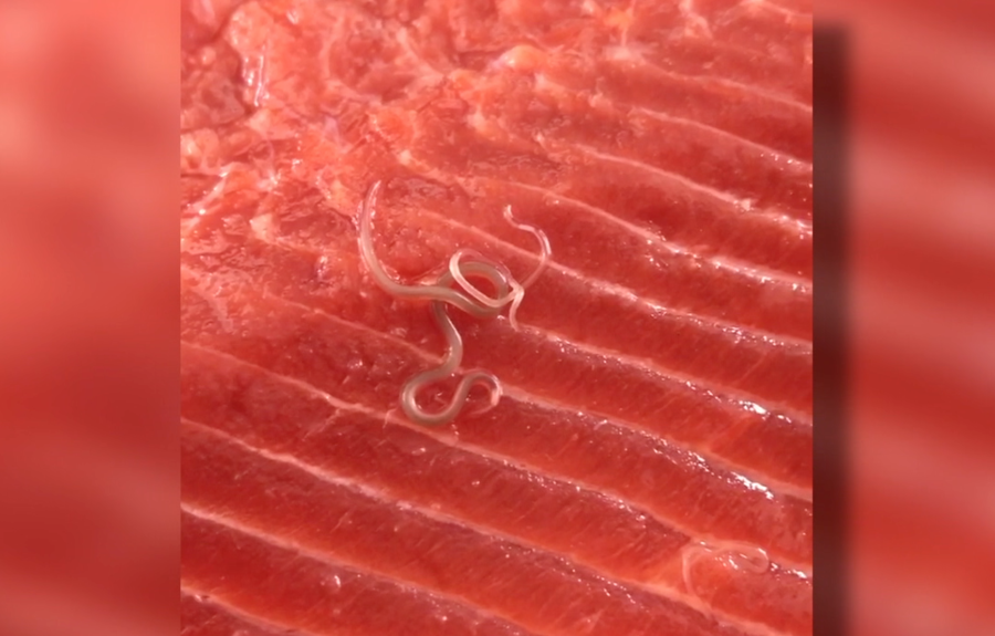 Worms found in salmon bought from Costco KGTVTV San Diego