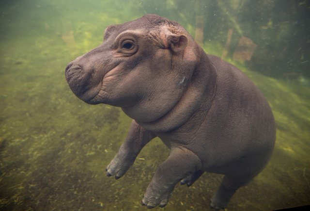 Cincinnati Zoo's baby hippo to star in Facebook video series
