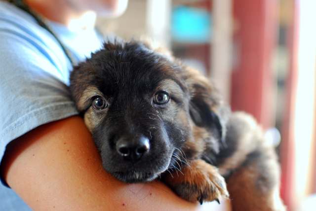 SD animal center heads to Texas to rescue pets