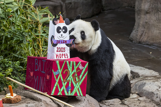 San Diego Zoo's giant panda, Bai Yun, celebrates birthday with cake, hay