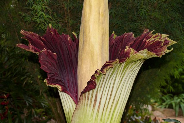 Corpse flower blooms in North County