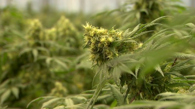 Medical weed drivers question Sheriff's sting