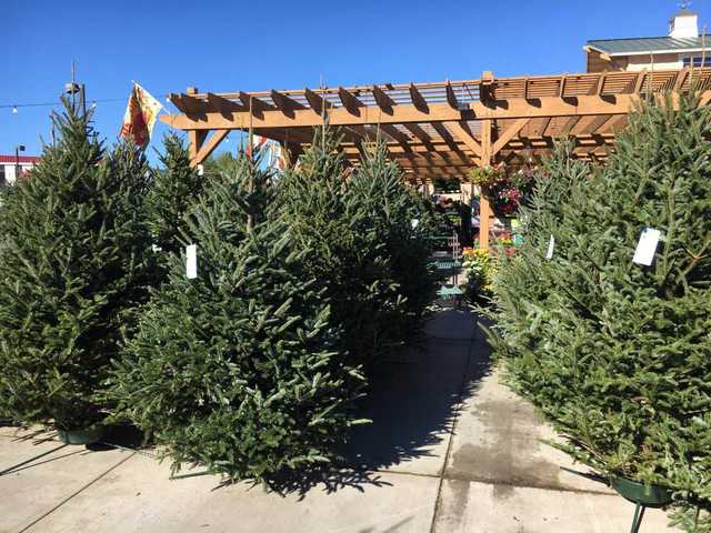 you may want to add christmas tree to your black friday shopping list this year the national christmas tree association says they expect a shortage - National Christmas Tree Association you may want to add christmas tree to your black friday shopping list this year the national christmas tree association says they expect a shortage - National Christmas Tree Association