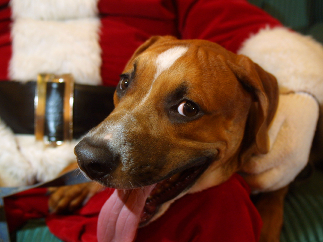 San Diego Humane Society waiving adoption fees for the holidays