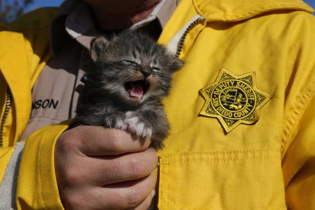 San Diego Sheriff's Deputies pull kittens from Lilac Fire rubble