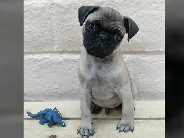 San Diego woman 'heartbroken' after thief swipes puppy from yard