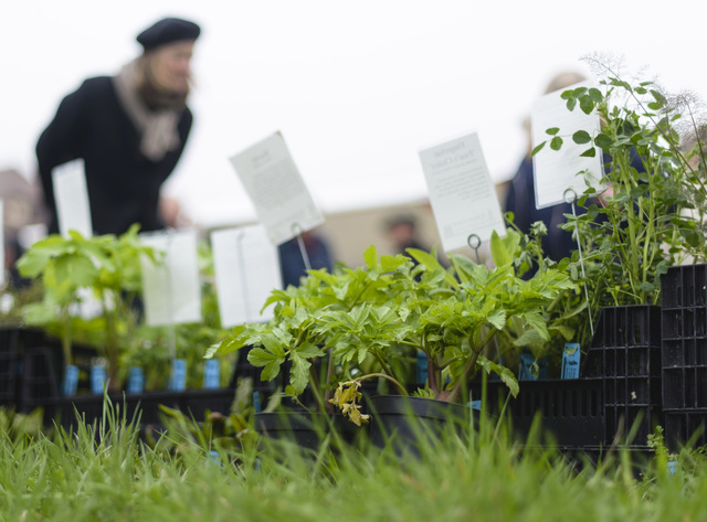 County Supervisors approve Chula Vista community gardening plan