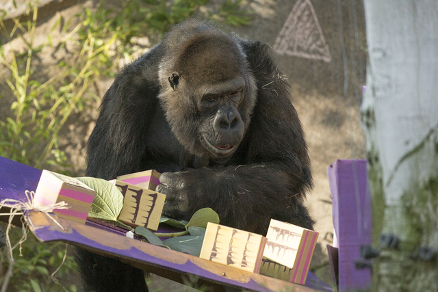 San Diego Safari Park's 'Vila,' world's 2nd oldest gorilla, dies at 60
