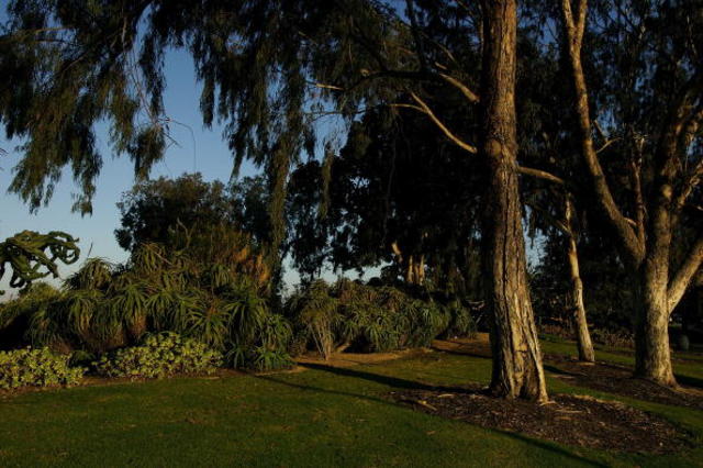 Grow San Diego's urban canopy with the city's 'free tree' program