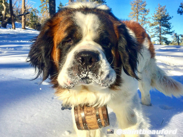 IMAGES: Snow falls in San Diego's mountains