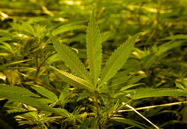 City of Chula Vista gives legal marijuana sales the green light