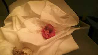 Rancho Coastal Humane Society hatches egg