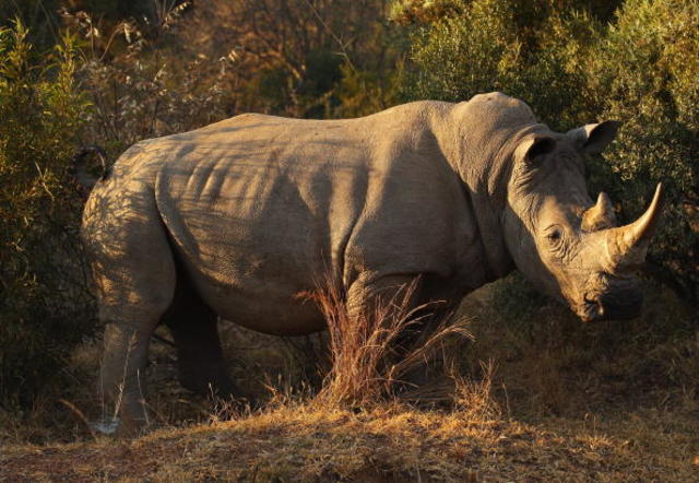 Northern White Rhino may have hope, yet