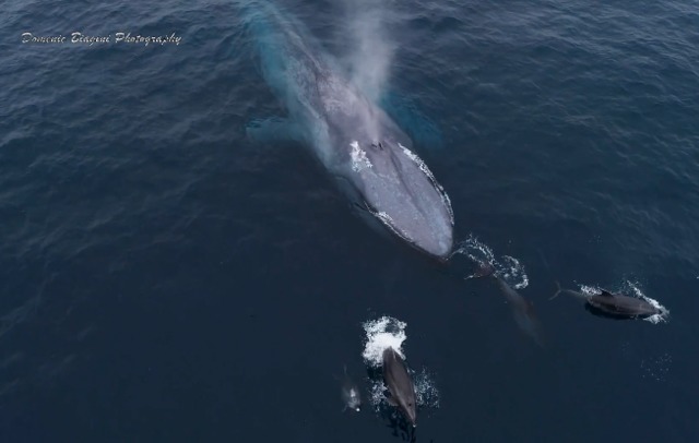 Photographer captures blue whales, dolphins frolicking off La Jolla