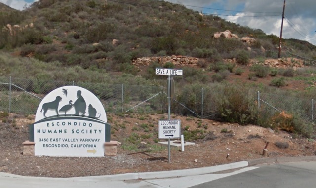 Dog dies after being left in box with chicken wings at San Diego Humane Society