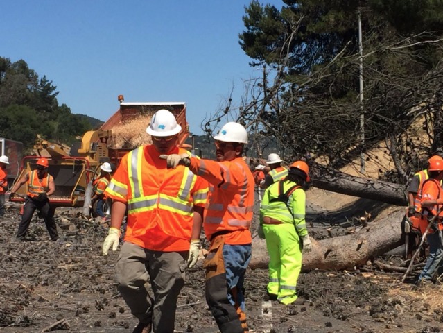 Tree falls, killing woman on Northern California freeway