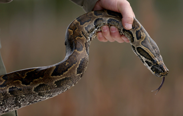 Python swallows Indonesian woman in her garden