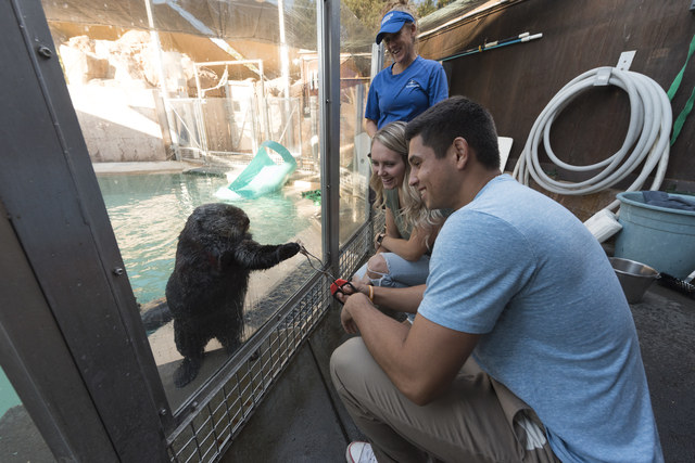 SeaWorld introduces new animal encounters