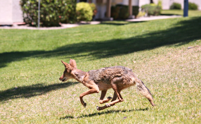 Coyote rescued from plastic tubing released