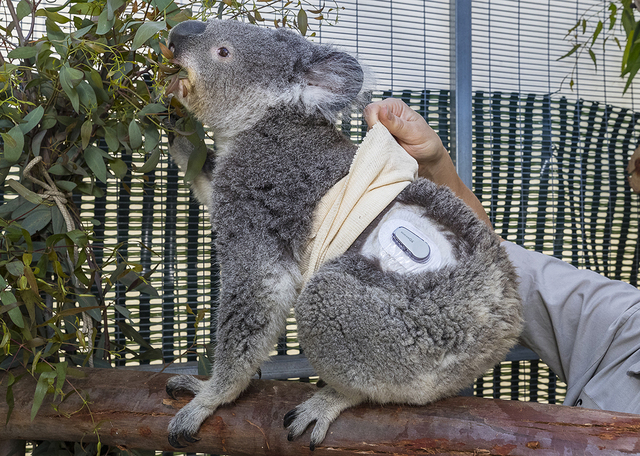 Diabetic SD Zoo koala gets help from monitor