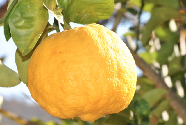 When life gives you lemons: Video of lemon on San Diego street goes viral